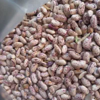 کشک لوبیا ماش|خوردنی و آشامیدنی|هرسین, |دیوار