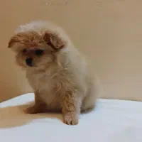 یک جفت پامر یک جفت پیکینیز