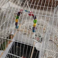 سه تا جوجه طوطی برزیلی دوماهه|پرنده|تهران, مسعودیه|دیوار