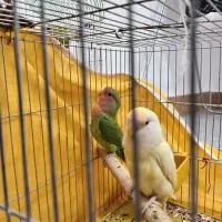 کوتوله دستی و نیمه دستی|پرنده|نجفآباد, یزدانشهر|دیوار