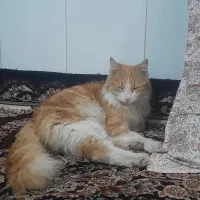 گربه|گربه|مشهد, طلاب|دیوار