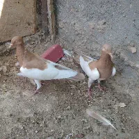 یهودی