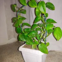 انواع گل و گیاه خانگی