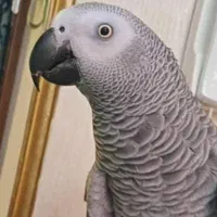 کاسکو جوان زیبا|پرنده|شیراز, طلاب|دیوار