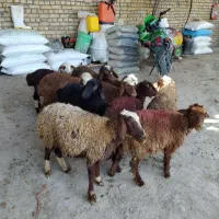 ده عدد بره نرو ماده فروشی