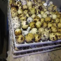 تخم بلدرچین نطفه دار باز دهی بالا|حیوانات مزرعه|خمینیشهر, |دیوار