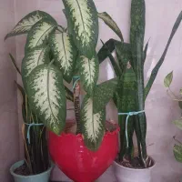 گل دیفن باخیا