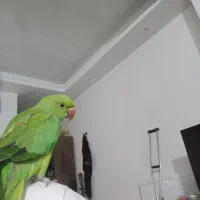 یک عدد طوطی ملنگو دستی