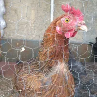 فروش مرغ محلی تخم گذار