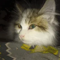 واگذاری گربه سفید پرشین|گربه|زابل, |دیوار