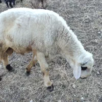 قوچ کردی