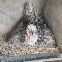 مرغ و خروس گلین طوسی