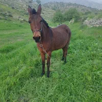قاطرماچه