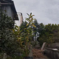 شمشاد|گل و گیاه طبیعی|شیرود, |دیوار