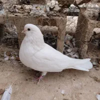 کبوتر|پرنده|فرخشهر, |دیوار