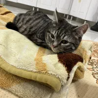 واگذاری گربه اسکاتیش بریتیش فولد و انفولد