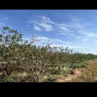 زمین کشاورزی پسته  اطراف چاه داشتگران