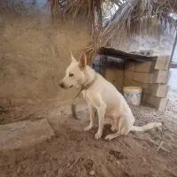 سگ گرگی سفید|سگ|آبپخش, |دیوار