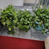 گل طبیعی|گل و گیاه طبیعی|شیراز, شهرک مدرس|دیوار