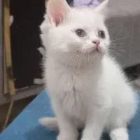 گربه بریتیش