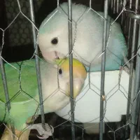 برزیلی رنگ خاص نروماده