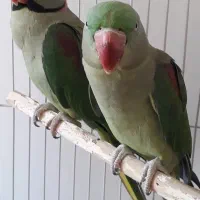 شاه طوطی