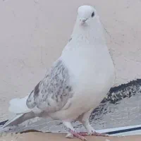 دوکت سرور ماده