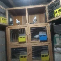 تعدادی کفتر