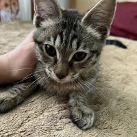 واگذاری بچه گربه پسر