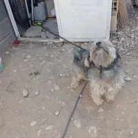 سگ پاپی خانگی