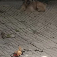 گمشده|حیوانات|بروجن, |دیوار