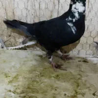 نرسوسکی بزک|پرنده|فرح دشت, |دیوار