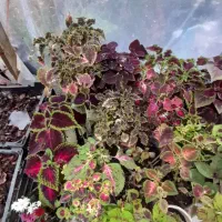 گل های گوناگون|گل و گیاه طبیعی|آستارا, |دیوار