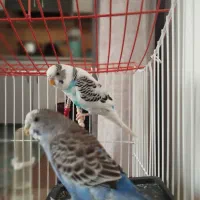 معاوضه مرغ عشق با جوجه عروس هلندی