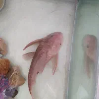ماهی لجن خوار اندازه ش۳۸سانت .
