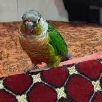 گرین‌چیک دستی با درصد سرخی بالا