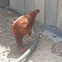 مرغ|حیوانات مزرعه|رودان, |دیوار