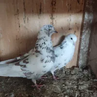 کبوتر پرشی|پرنده|قائم‌شهر, |دیوار