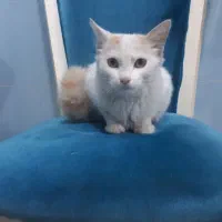 گربه دم سنجابی