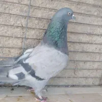 کفترپرشی صاف پروبازیکن(همراه باارسال)|حراج|اشکذر, |دیوار