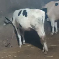 هشت عدد گوساله ماده نژاددار هلندی