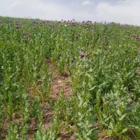 اکیب برای کار