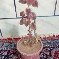 گل وگیاه|گل و گیاه طبیعی|ششده و قره بلاغ, |دیوار