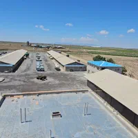 کارگر مرغداری