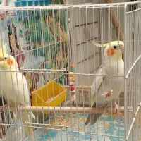 فروش عروس هلندی