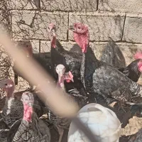 بوقلمون 6 عدد بزرگ دو عدد نیمچه|حیوانات مزرعه|چاهک, |دیوار