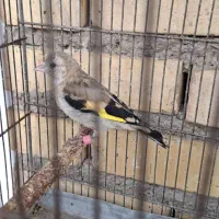 سهره مولد قفس