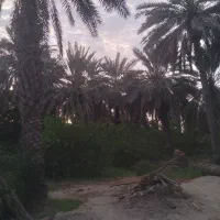 باغ بامساحت ۱/۵ هکتار باامتیاز آب درمیناب|فروش زمین و ملک کلنگی|میناب, |دیوار