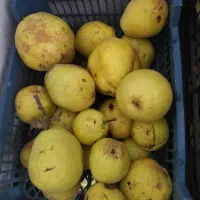 گلابی آبدار و شیرین