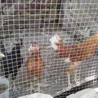 4 عدد جوجه محلی اصل